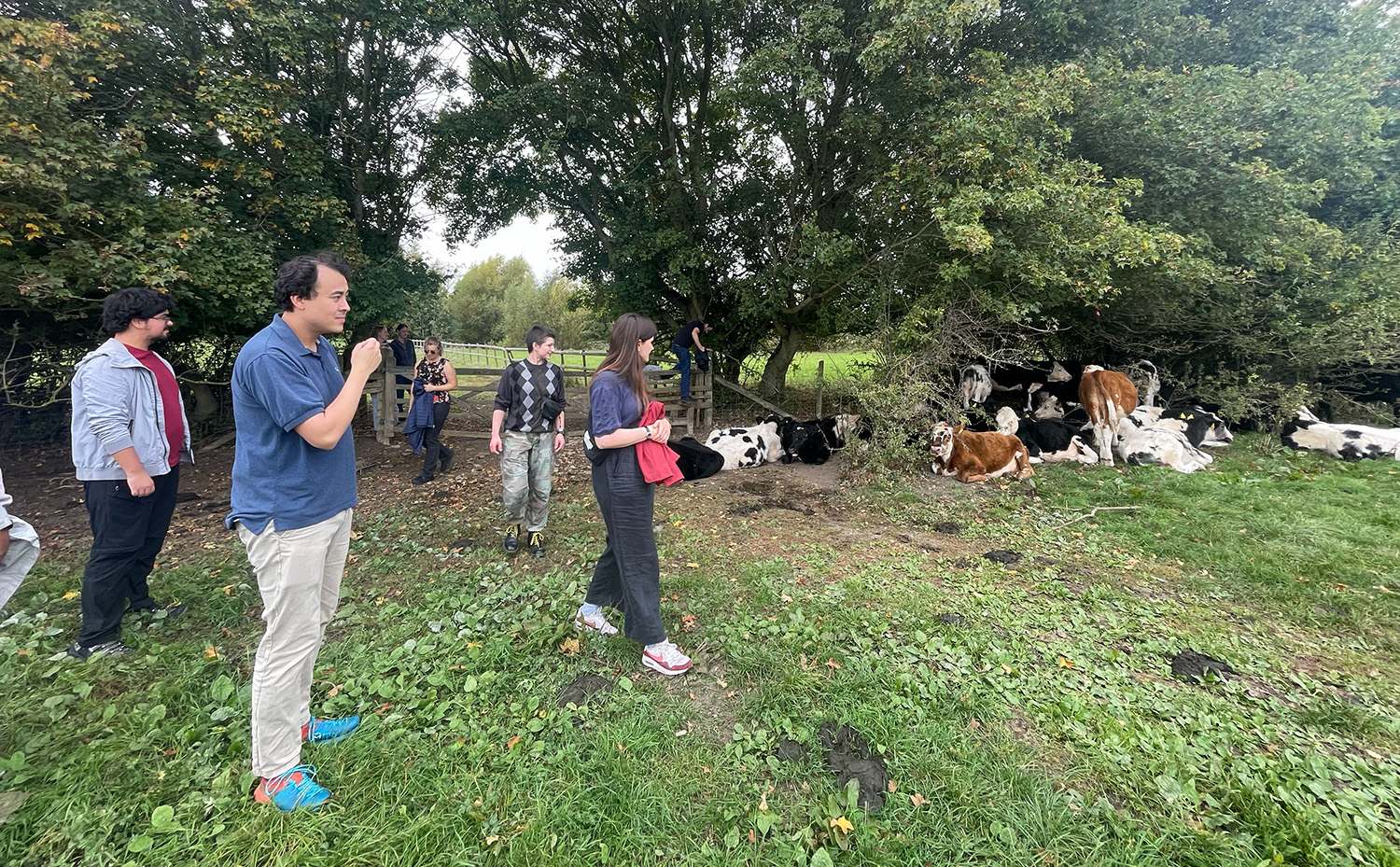 Completely unthreatened by the cows