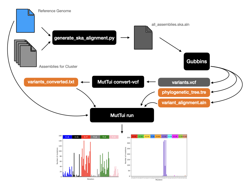 Figure 3: Our MutTui workflow